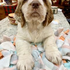 Clumber Spaniel Puppies from Rainsway Clumber Spaniels