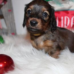 Girl 3 - Red female Dachshund puppy in Craig, Colorado from Rocky Mountain Shih Tzus and Dry Creek Miniature Dachshunds