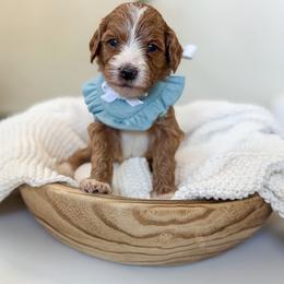 Orange collar girl - Red  female Goldendoodle puppy in Newcastle, Oklahoma from Ritzy Creek Doodles