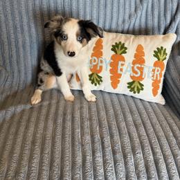 Ralphie - Blue merle male Miniature Australian Shepherd puppy in Washington, Indiana from Southern Indiana Mini Aussies