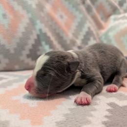 Scylla - Blue female Border Collie puppy in Grapeview, Washington from Athena’s Collies