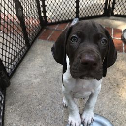 German Shorthaired Pointer Puppies from Blue Mountain GSP's