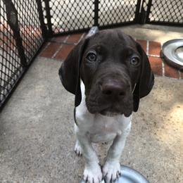 German Shorthaired Pointer Puppies from Blue Mountain GSP's