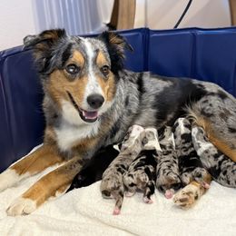 Miniature Australian Shepherd Puppies from Dripping Springs Mini Aussies