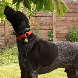 Piglet - German Shorthaired Pointer