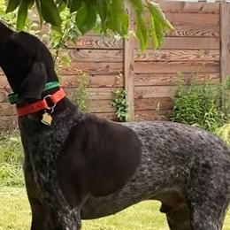 Piglet - German Shorthaired Pointer