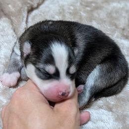 Stassi -Female - Black and white female Pomsky puppy in Hurleyville, New York from My Crazy Pomskys