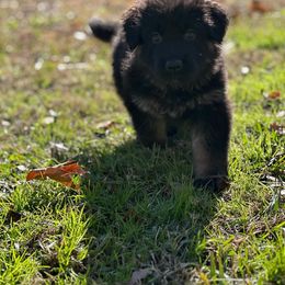 German Shepherd Puppies from StaFra German Shepherd Dogs
