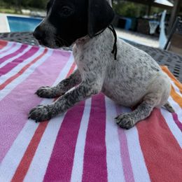 Boy 2 - Black roan male German Shorthaired Pointer puppy in Huntington, Texas from B&B GSP’S