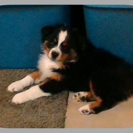 Australian Shepherd Puppies from Shadowood Australian Shepherds