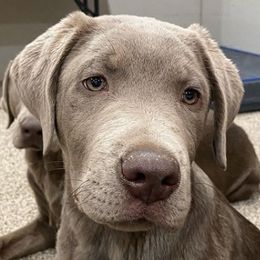 Dilute Retrievers and Labrador Retrievers from Gunmetal Labs