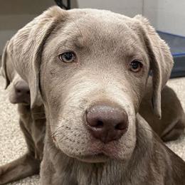 Dilute Retrievers and Labrador Retrievers from Gunmetal Labs