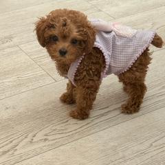 Poodle Puppies from TTpoodle