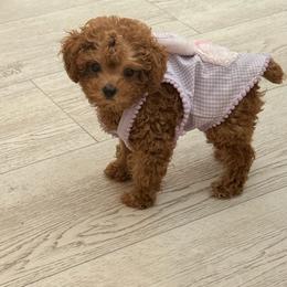 Poodle Puppies from TTpoodle