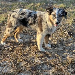 Australian Shepherd Puppies from Copper Top Aussies