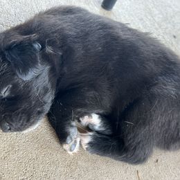 Australian Shepherd Puppies from DB Legends