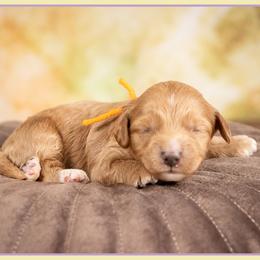 Vuitton - Red male Cockapoo puppy in Connersville, Indiana from Deaz Doodle Ranch