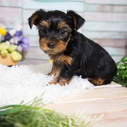 Yorkshire Terrier Puppies from Nicki's Yorkies
