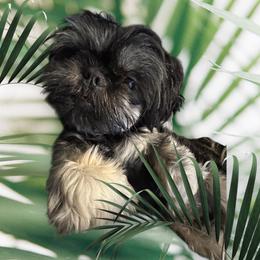 Olive - Shih Tzu