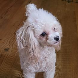 Miss B - Poodle