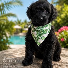 Green collar male Maverick - Cream male Goldendoodle puppy in Aurora, Illinois from Chicago Goldendoodles