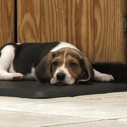Beagle Puppies from Beech Grove Beagles