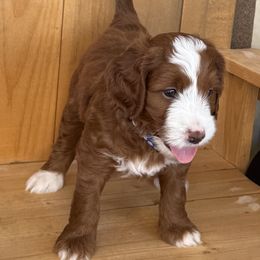 Versace - Red male Labradoodle puppy in Fontana, California from Glory Labradoodle’s