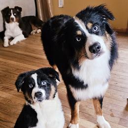 Australian Shepherd Puppies from Gypsy River Aussies