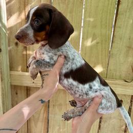 Mikey - Piebald male Dachshund puppy in Mountain Home, Arkansas from The Teacup Homestead Miniature Dachshunds