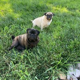 Chloie - Pug