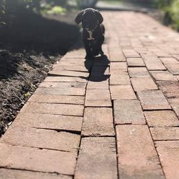 Cane Corso Puppies from Knepper Cane Corsos