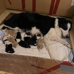 Border Collie Puppies from Dragonfly DGL BC Puppies (Champion Lineage)