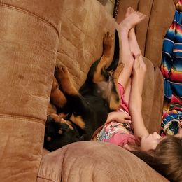 Rottweiler Puppies from Gottlïchen Rottweilers