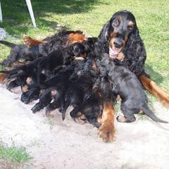 English Setter, Golden Retriever, and Gordon Setter Puppies from Katherine's Gordon Setters, English Setters, and Golden Retrievers