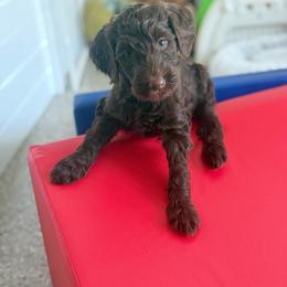 Solara - Chocolate female Goldendoodle puppy in Soddy Daisy, Tennessee from The W Doods