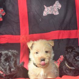 Scottish Terriers from Herron's Sandhills Scotties