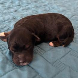 Boy 1 - Black phantom male Aussiedoodle puppy in Cedar Park, Texas from Lollipups Mini Aussiedoodles