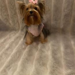 Yorkshire Terrier All Grown Up from Akc Quality Yorkies