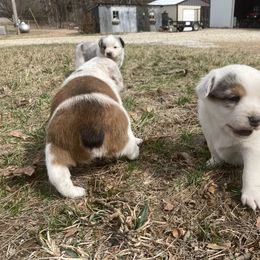 Australian Cattle Dog and Companion Cross Puppies from MX Kennel - Central MO