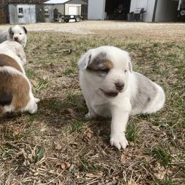 Australian Cattle Dog and Companion Cross Puppies from MX Kennel - Central MO