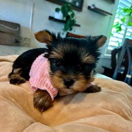 Bunny - Blue and gold female Yorkshire Terrier puppy in Yuma, Arizona from Yuma Yorkie