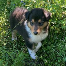 Carla - Black white and tan female Collie puppy in Yulee, Florida from Three Collie Farm