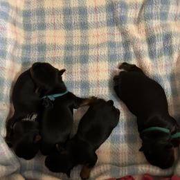 Yorkshire Terrier Puppies from Eastern Oregon Yorkshire Terriers