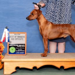 DeadPool - German Pinscher