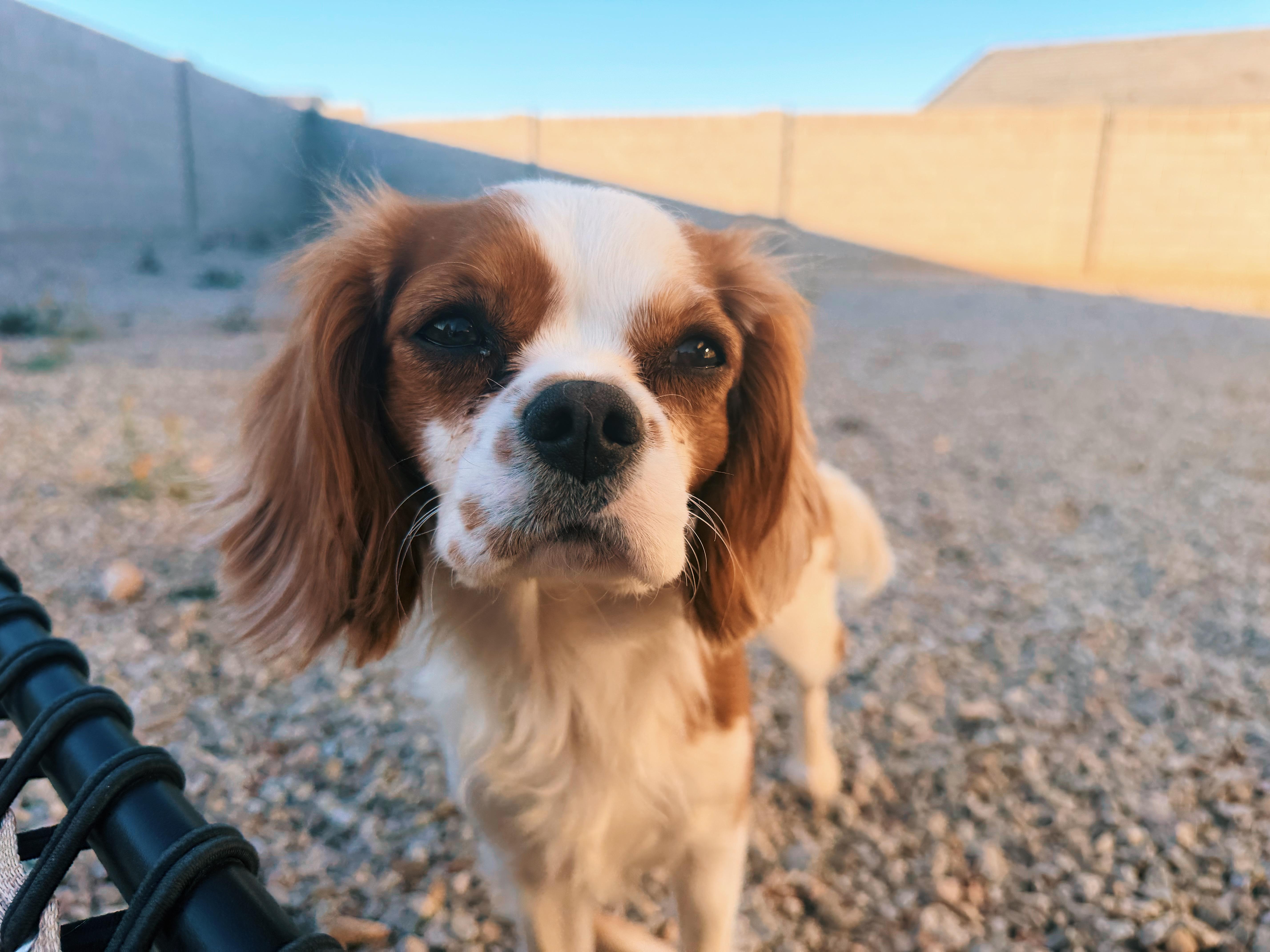 Lucy