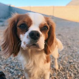 Lucy - Cavalier King Charles Spaniel