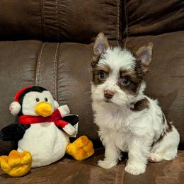 Rudolph - Chocolate, tan and white male Yorkshire Terrier puppy in Gatesville, Texas from KontryKritterz Yorkies