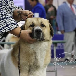 Anatolian Shepherd Dog All Grown Up from Lambkin Lane Farm