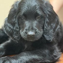 Kennedy - Black male Assorted Doodle Crosses puppy in Coweta, Oklahoma from Storybook Doodles