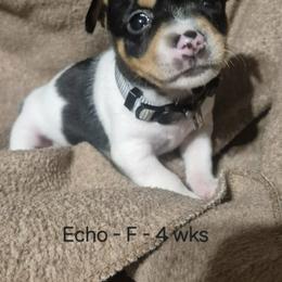 Echo - White and black female Teddy Roosevelt Terrier puppy in Murray, Kentucky from Froschwald German Shepherds and Xanadu Teddy Roosevelt Terriers